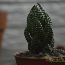 A photo of Haworthia coarctata