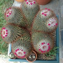A photo of Mammillaria rhodantha ssp. rhodantha