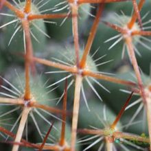 A photo of Mammillaria rhodantha ssp. rhodantha