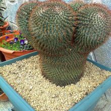 A photo of Mammillaria rhodantha ssp. rhodantha