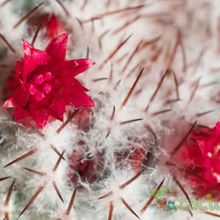 A photo of Mammillaria rhodantha ssp. rhodantha