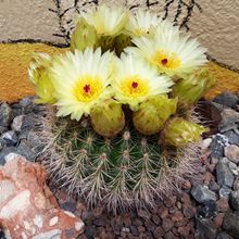 A photo of Parodia concinna ssp. agnetae