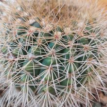 A photo of Parodia concinna ssp. agnetae