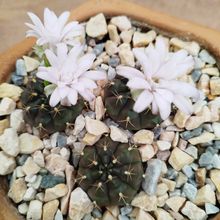 A photo of Gymnocalycium anisitsii