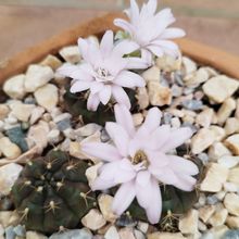 A photo of Gymnocalycium anisitsii