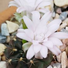 A photo of Gymnocalycium anisitsii