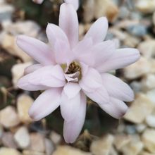A photo of Gymnocalycium anisitsii
