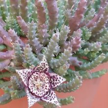 A photo of Orbea variegata