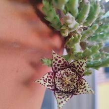 A photo of Orbea variegata