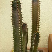 Una foto de Euphorbia canariensis