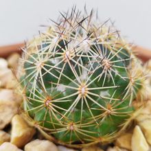 Una foto de Coryphantha cornifera