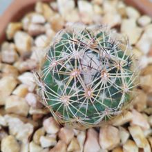 Una foto de Coryphantha cornifera