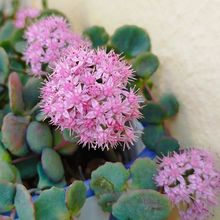 Una foto de Sedum sieboldii