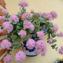 Una foto de Sedum sieboldii
