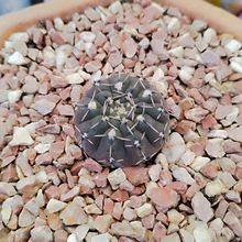 A photo of Gymnocalycium bodenbenderianum
