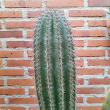 Una foto de Carnegiea gigantea