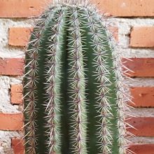 Una foto de Carnegiea gigantea