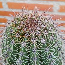 Una foto de Carnegiea gigantea