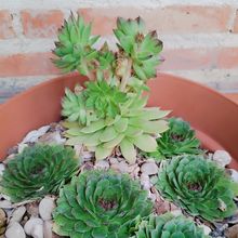 Una foto de Sempervivum tectorum