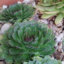 Una foto de Sempervivum tectorum