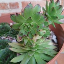 Una foto de Sempervivum tectorum