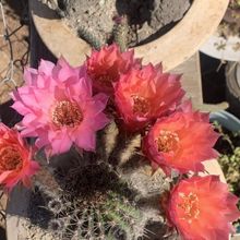 Foto de un cactus que se está identificando actualmente