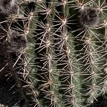 Foto de un cactus que se está identificando actualmente