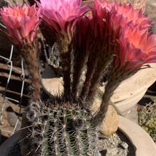 Foto de un cactus que se está identificando actualmente