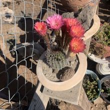 Foto de un cactus que se está identificando actualmente