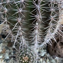 Foto de un cactus que se está identificando actualmente