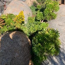 A photo of Aeonium arboreum