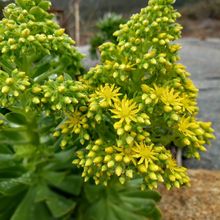 A photo of Aeonium arboreum
