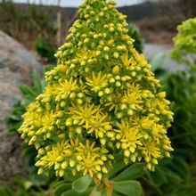 A photo of Aeonium arboreum