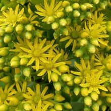 A photo of Aeonium arboreum