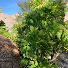 A photo of Aeonium arboreum