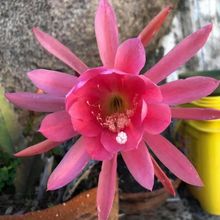 Foto de un cactus que se está identificando actualmente