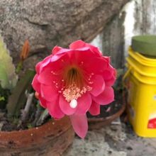 Foto de un cactus que se está identificando actualmente