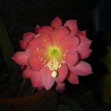 Foto de un cactus que se está identificando actualmente