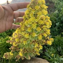 A photo of Aeonium arboreum