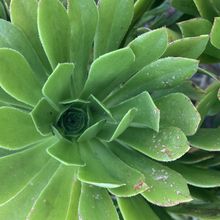 A photo of Aeonium arboreum
