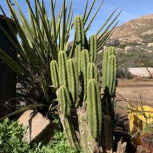 Una foto de Echinopsis pachanoi