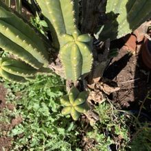 Una foto de Echinopsis pachanoi