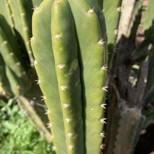 Una foto de Echinopsis pachanoi