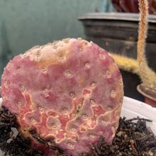 Foto de un cactus que se está identificando actualmente