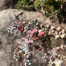 A photo of Dudleya pulverulenta
