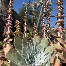 A photo of Dudleya pulverulenta