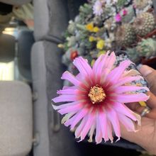 A photo of Echinocereus reichenbachii var. fitchii 