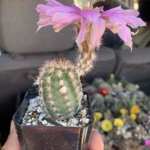 A photo of Echinocereus reichenbachii var. fitchii 