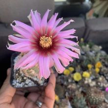 A photo of Echinocereus reichenbachii var. fitchii 