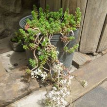A photo of Sedum album